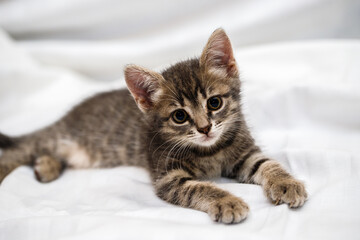 A small tabby kitten lies in a white fabric with folds.