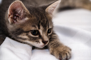 A small tabby kitten lies in a white fabric with folds.