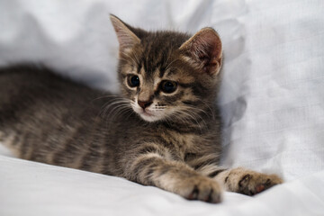 A small tabby kitten lies in a white fabric with folds.