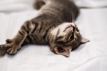 A small tabby kitten lies in a white fabric with folds.