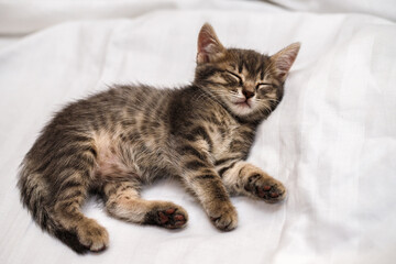 a small tabby kitten lies in a white fabric with folds and sleeps. pet rest.