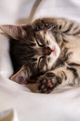 a small tabby kitten lies in a white fabric with folds and sleeps. pet rest.