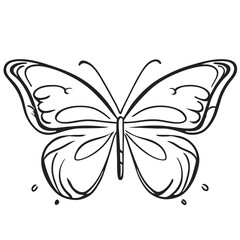butterfly on white background