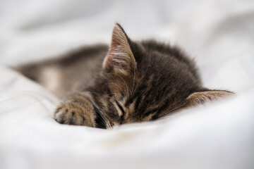 a small tabby kitten lies in a white fabric with folds and sleeps. pet rest.