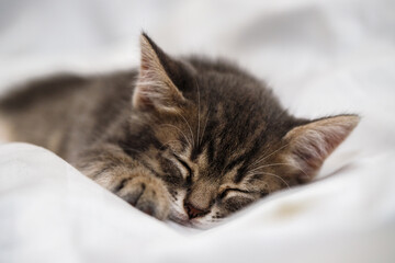 a small tabby kitten lies in a white fabric with folds and sleeps. pet rest.