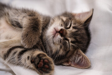a small tabby kitten lies in a white fabric with folds and sleeps. pet rest.