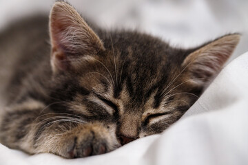 a small tabby kitten lies in a white fabric with folds and sleeps. pet rest.