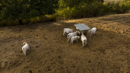Aerial view of a herd of cows grazing on a mountain.
