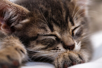 a small tabby kitten lies in a white fabric with folds and sleeps. pet rest.