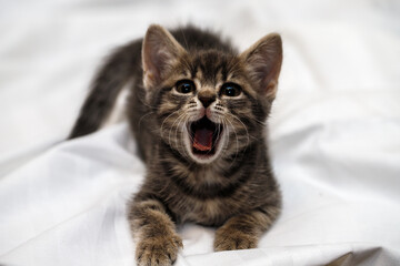 a small tabby kitten sits with an open mouth, meows and yawns. pet rest. - obrazy, fototapety, plakaty