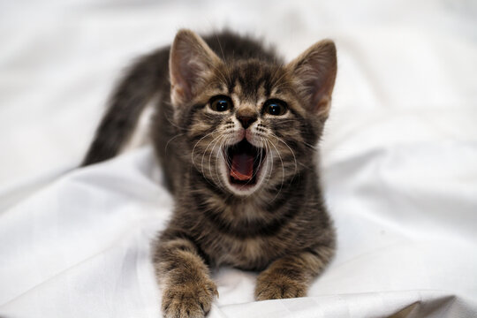 a small tabby kitten sits with an open mouth, meows and yawns. pet rest.
