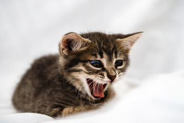 Naklejka na ściany i meble a small tabby kitten sits with an open mouth, meows and yawns. pet rest.