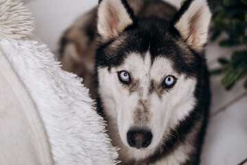 Purebred black and white siberian husky lying on the ground, Christmas Tree New Year decorations...
