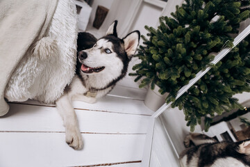 Purebred black and white siberian husky lying on the ground, Christmas Tree New Year decorations toys balls decorated interior holiday vacation atmosphere gifts presents garlands