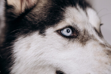 Purebred black and white siberian husky lying on the ground close up eyes 
