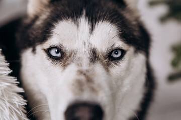 Purebred black and white siberian husky lying on the ground close up eyes looking at the camera