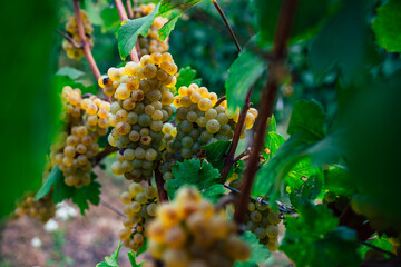 Beautiful ripe grape bunch on a grapevine