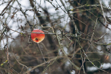 Big frozen apple melted icicles hang down of snow covered tree in cold winter season. Danger, attention, warning. Frosty day, ice formation

