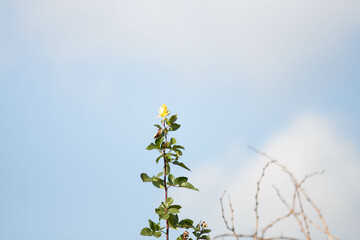 Plant with unfocused background