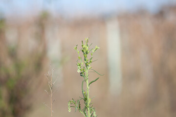 Fototapeta premium Plant with unfocused background