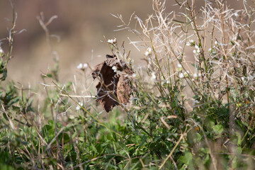 Plant with unfocused background