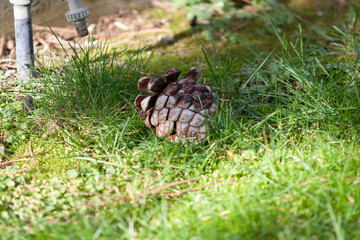 Plant with unfocused background