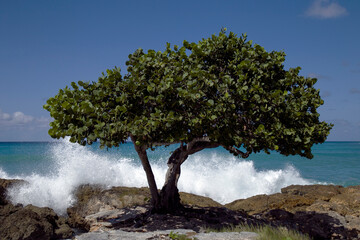 arbre en mer