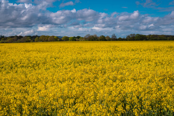 A field full of rapeseed flowers. Beautiful landscape with white clouds on a blue sky during spring season. Brassica napus plant cultivated on the British field in a sunny day