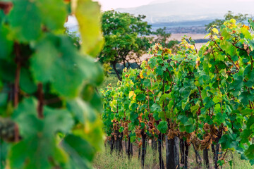 Beautiful ripe grape bunch on a grapevine