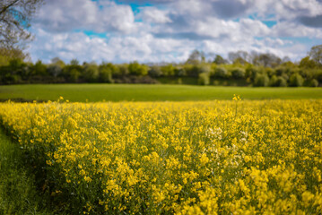 A field full of rapeseed flowers. Beautiful landscape with white clouds on a blue sky during spring season. Brassica napus plant cultivated on the British field in a sunny day