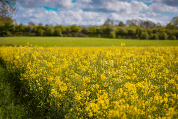 A field full of rapeseed flowers. Beautiful landscape with white clouds on a blue sky during spring season. Brassica napus plant cultivated on the British field in a sunny day