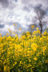 A field full of rapeseed flowers. Beautiful landscape with white clouds on a blue sky during spring season. Brassica napus plant cultivated on the British field in a sunny day