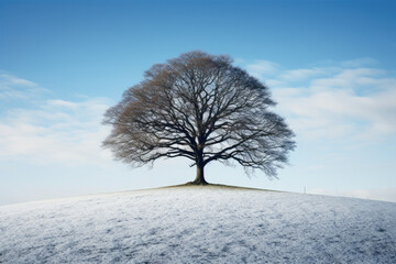 Winter scene - oak tree on crown of Hill, blue sky and winter clouds in the background, snow on the grass