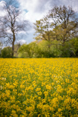 A field full of rapeseed flowers. Beautiful landscape with white clouds on a blue sky during spring season. Brassica napus plant cultivated on the British field in a sunny day