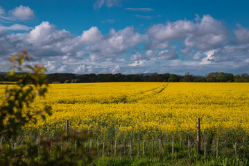 A field full of rapeseed flowers. Beautiful landscape with white clouds on a blue sky during spring season. Brassica napus plant cultivated on the British field in a sunny day