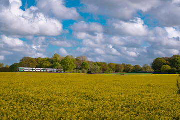 A train crossing a field full of rapeseed flowers. Beautiful landscape with clouds on a blue sky during spring season. Brassica napus plant cultivated on the British field in a sunny day