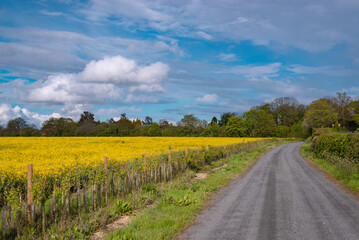 A field full of rapeseed flowers at the edge of the road. Beautiful landscape with white clouds on a blue sky during spring season. Brassica napus plant cultivated on the British field in a sunny day