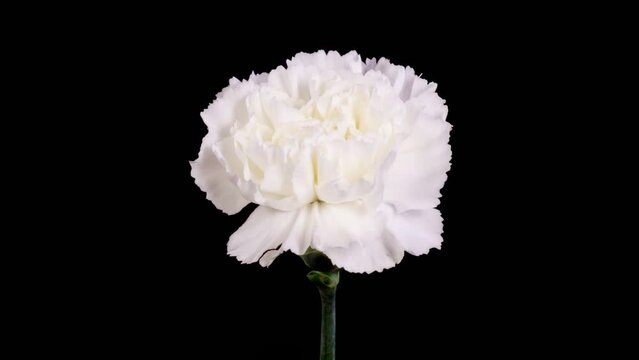 Beautiful Time Lapse of Opening White Carnation Flower Against a Black Background. 4K.