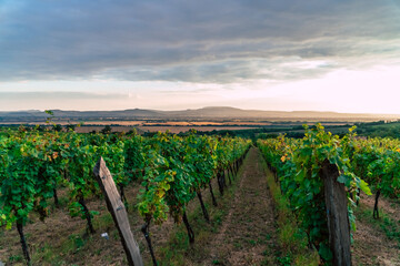 Sunset in the beautiful South Slovakian wine region