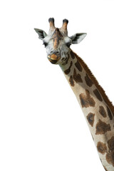 giraffe portrait isolated on white background
