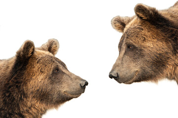 brown bear isolated on white background