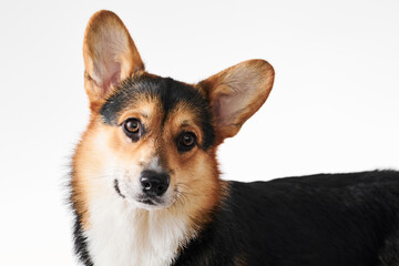 Pembroke Welsh Corgi portrait isolated on white studio background with copy space, purebred dog