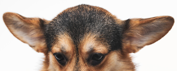 Pembroke Welsh Corgi isolated on white studio background, close-up portrait of dog ears