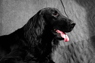Portrait of black flat-coated retriever isolated on dark gray studio background, purebred dog