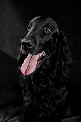 Portrait of black flat-coated retriever isolated on dark gray studio background, purebred dog