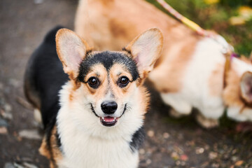 Pembroke Welsh Corgi on a walk. Portrait of a dog in the autumn park