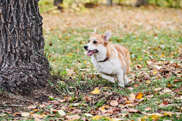 Naklejka na ściany i meble Pembroke Welsh Corgi on a walk. Portrait of a dog in the autumn park