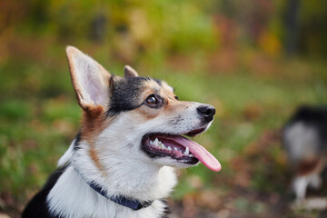 Pembroke Welsh Corgi on a walk. Portrait of a dog in the autumn park