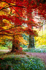 jesień, natura, przyroda, kolory, pomarańcz, czerwony, żółty, park, liście, spadające...