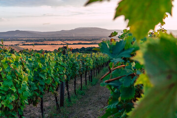 Fototapeta na wymiar Sunset in the beautiful South Slovakian wine region